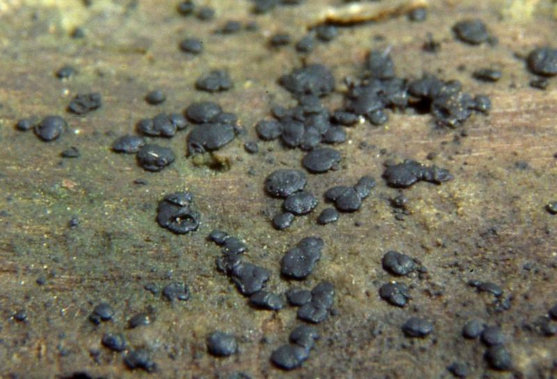 macrostoma