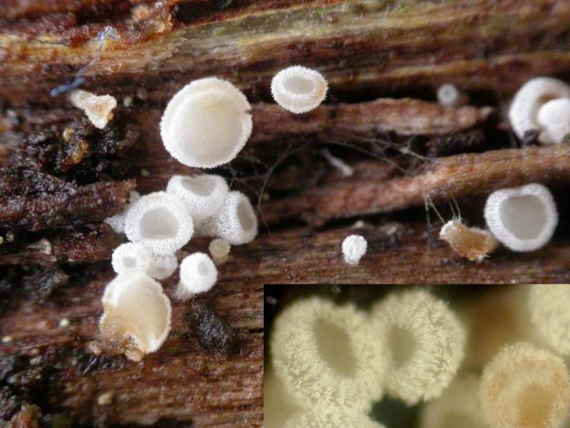 macrostoma