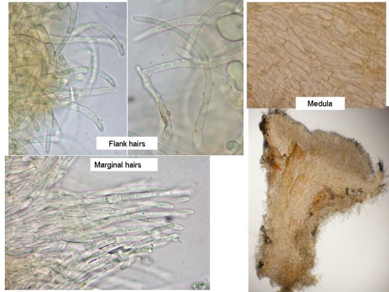 macrostoma