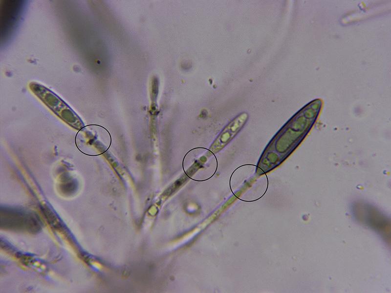 macrostoma