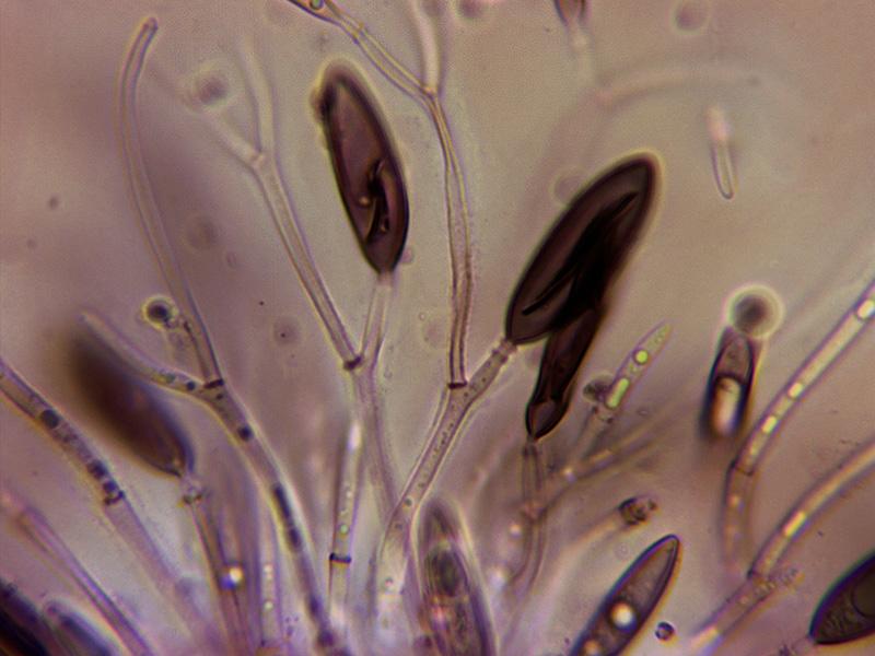 macrostoma