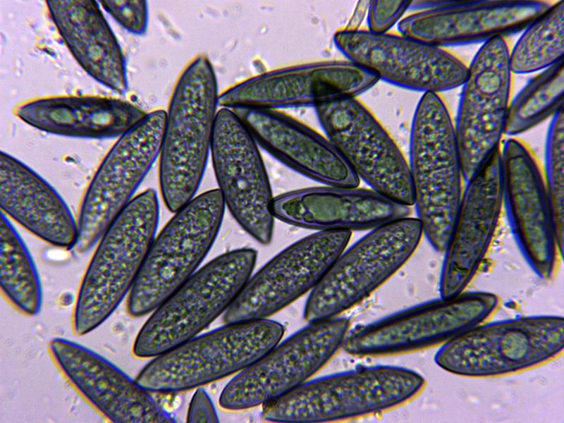 macrostoma