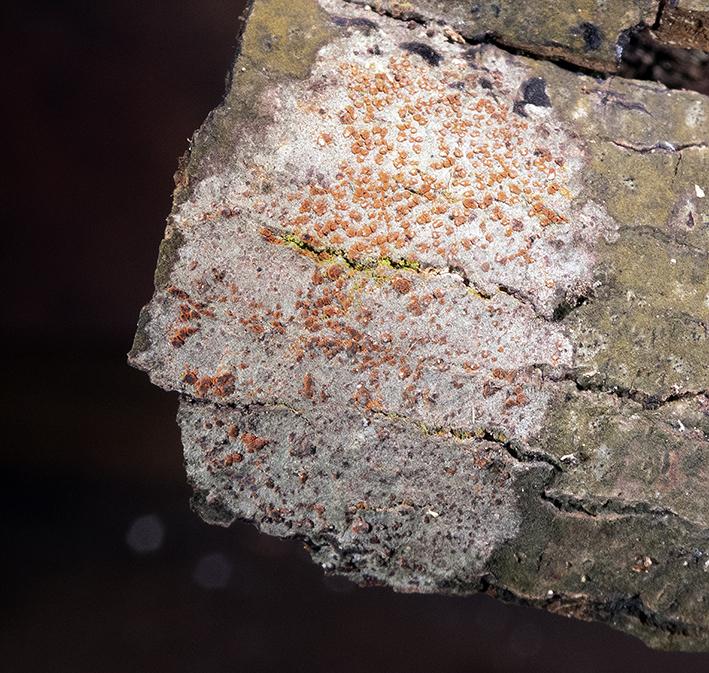 macrostoma