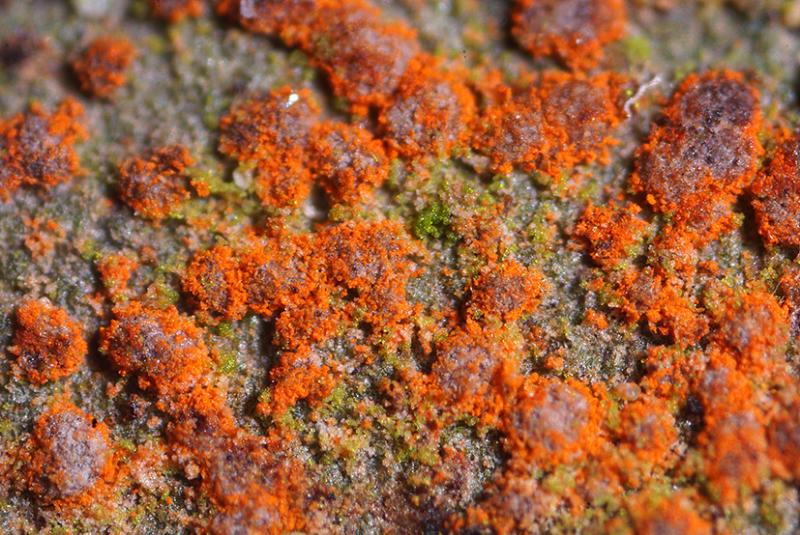macrostoma
