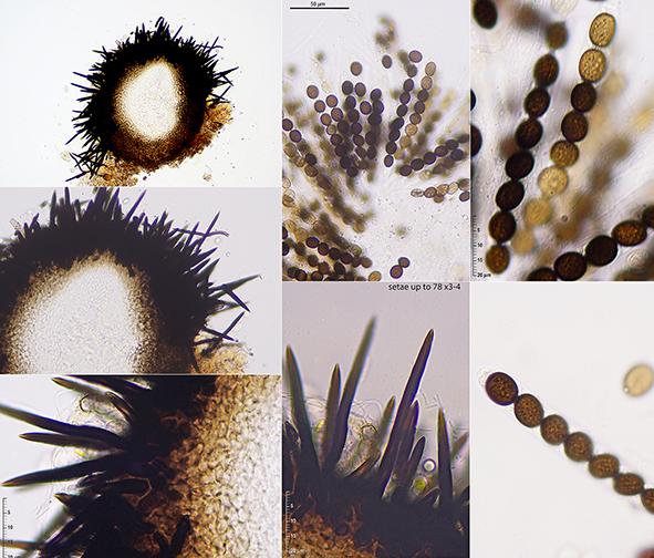 macrostoma