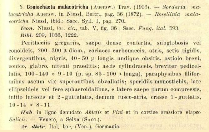 macrostoma