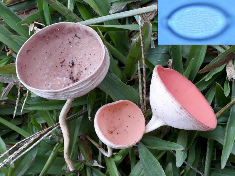 macrostoma