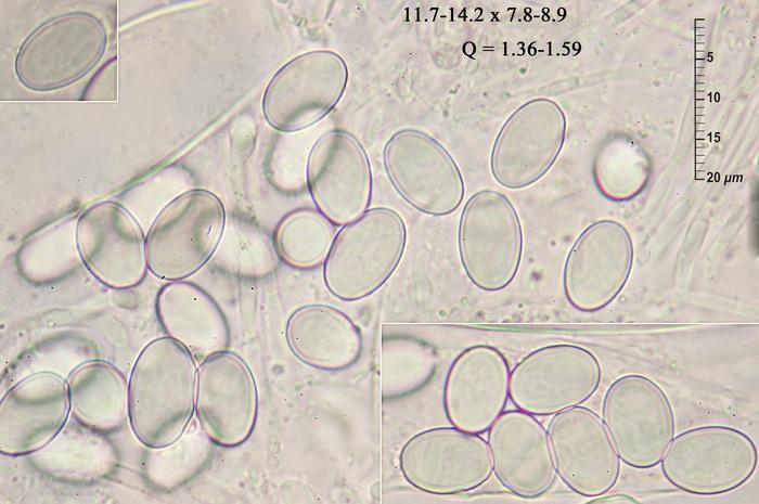 macrostoma