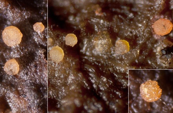 macrostoma