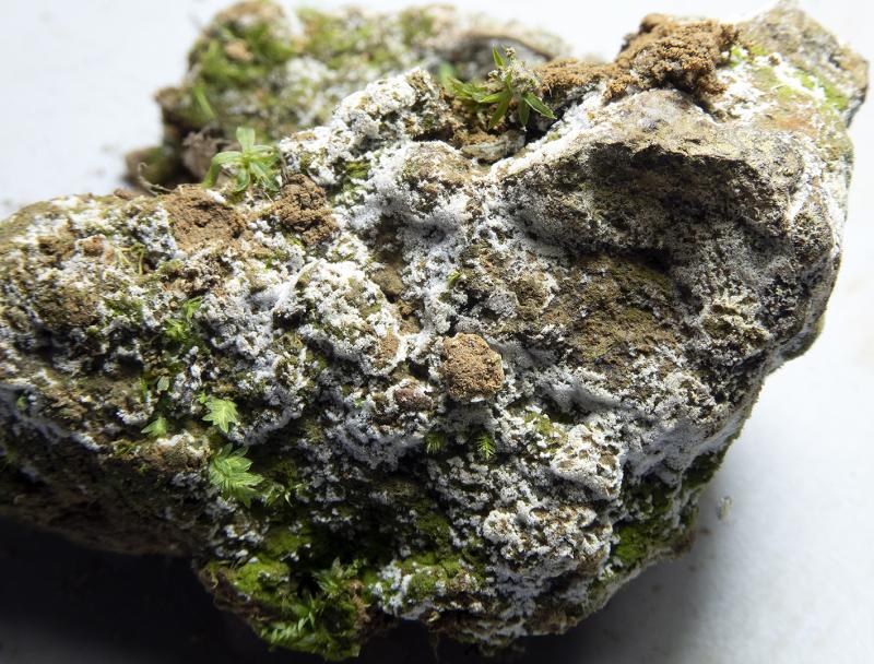 macrostoma
