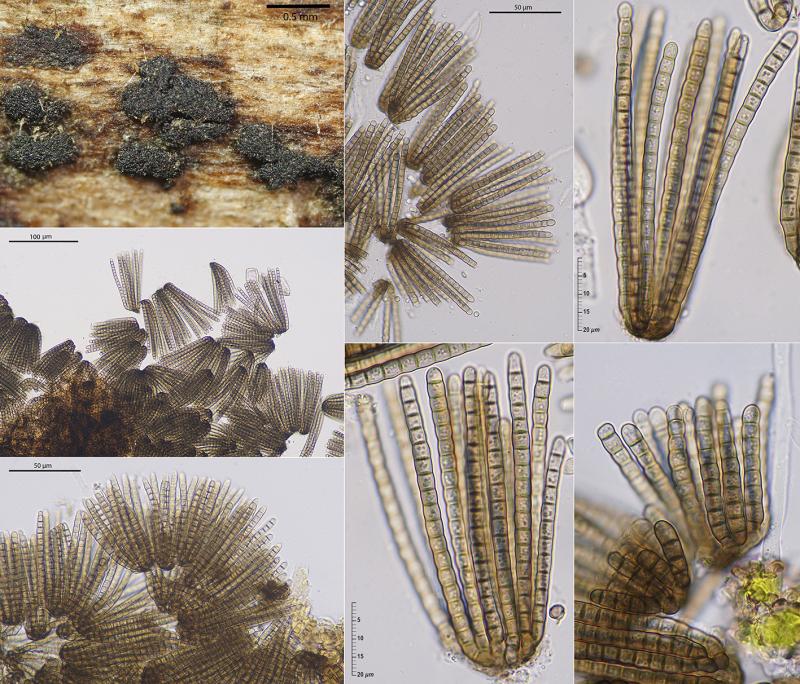 macrostoma