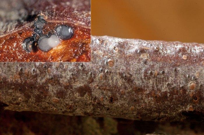 macrostoma