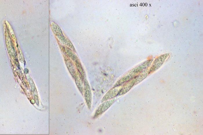 macrostoma