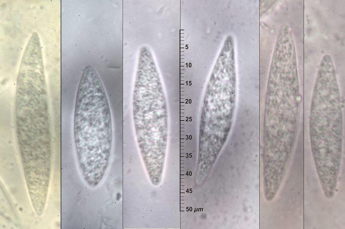 macrostoma