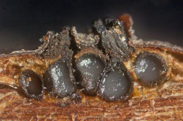 macrostoma