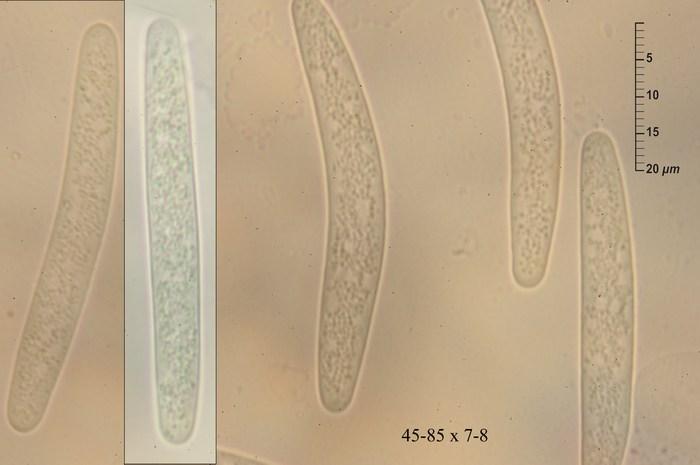macrostoma