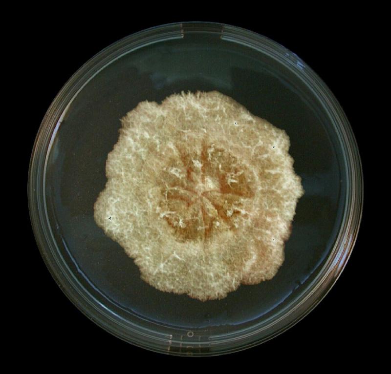 macrostoma