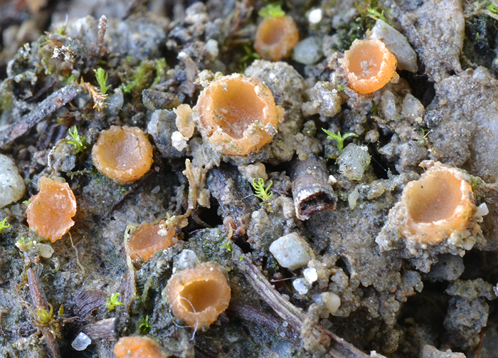 macrostoma