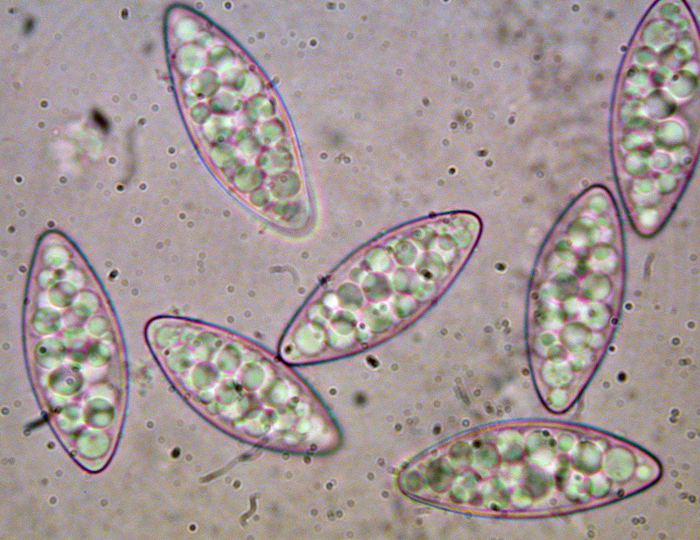macrostoma