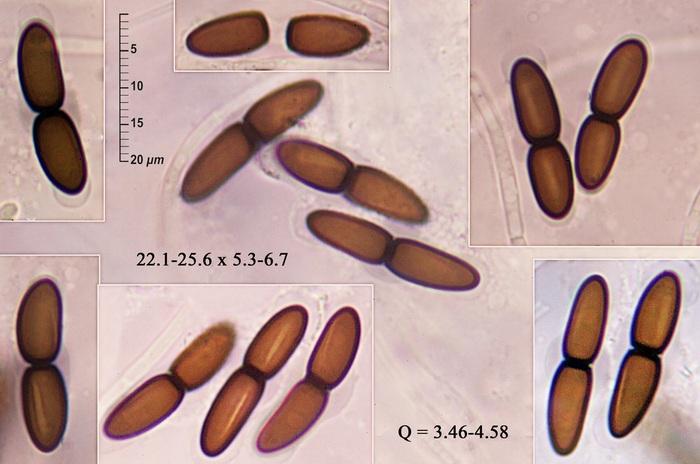 macrostoma