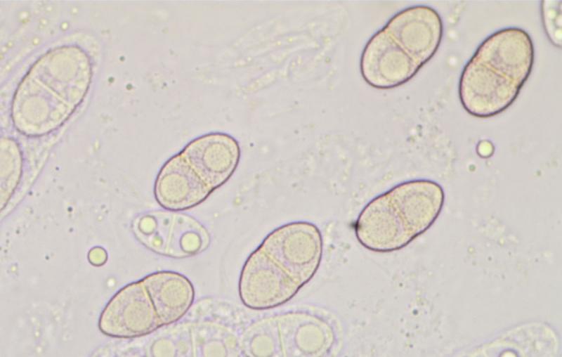 macrostoma