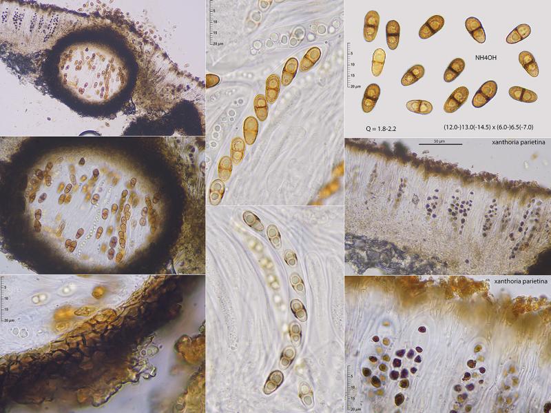 macrostoma