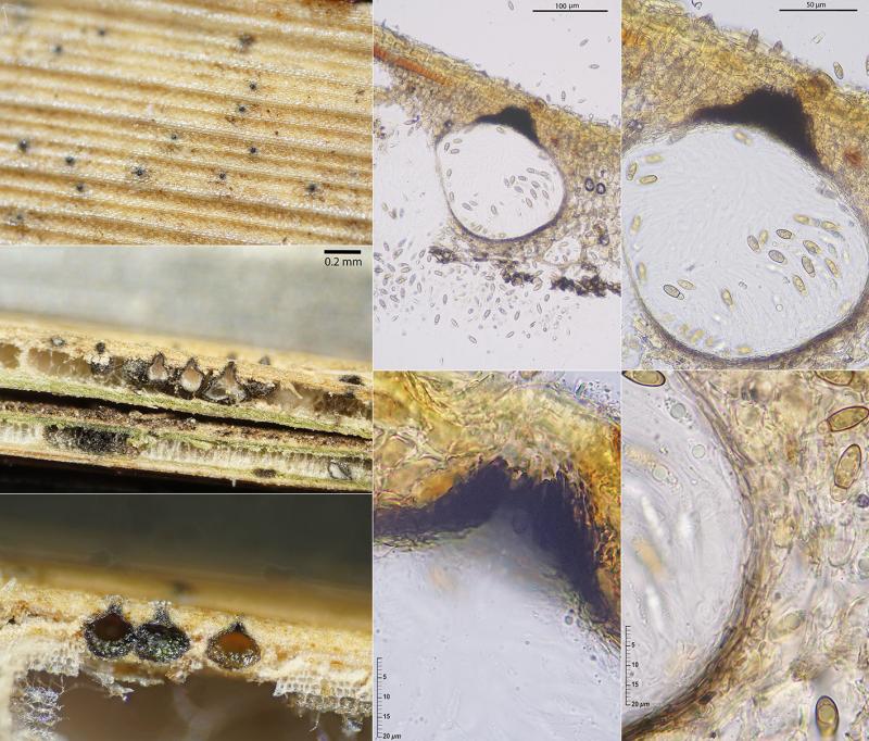 macrostoma