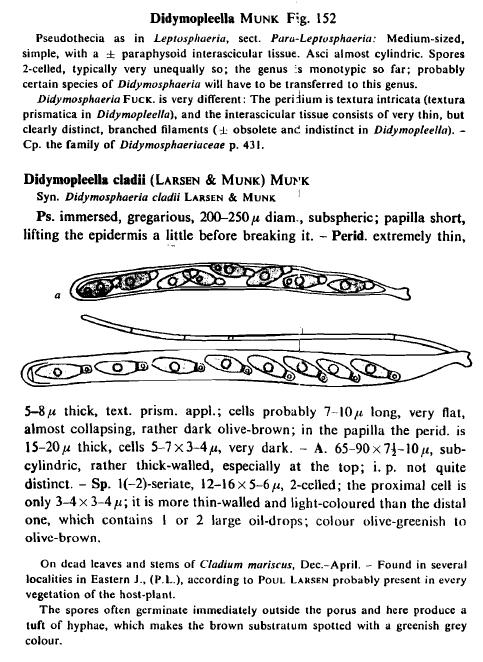 macrostoma