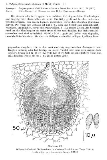 macrostoma