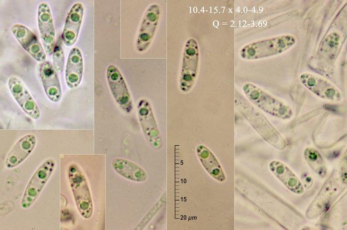 macrostoma