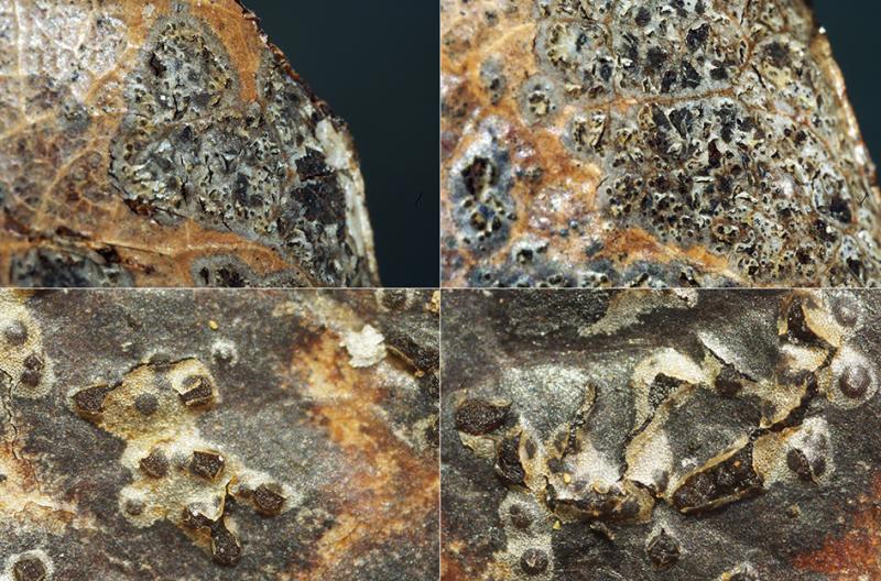 macrostoma