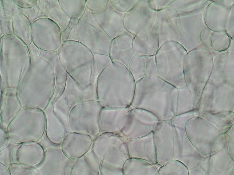 macrostoma