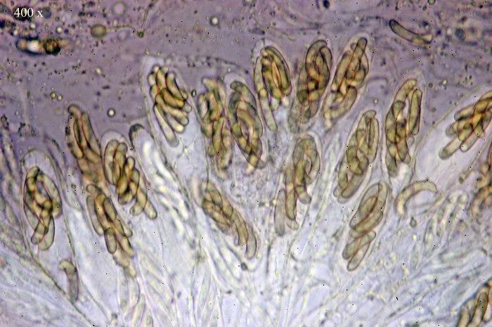 macrostoma