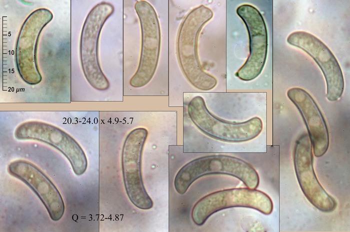 macrostoma