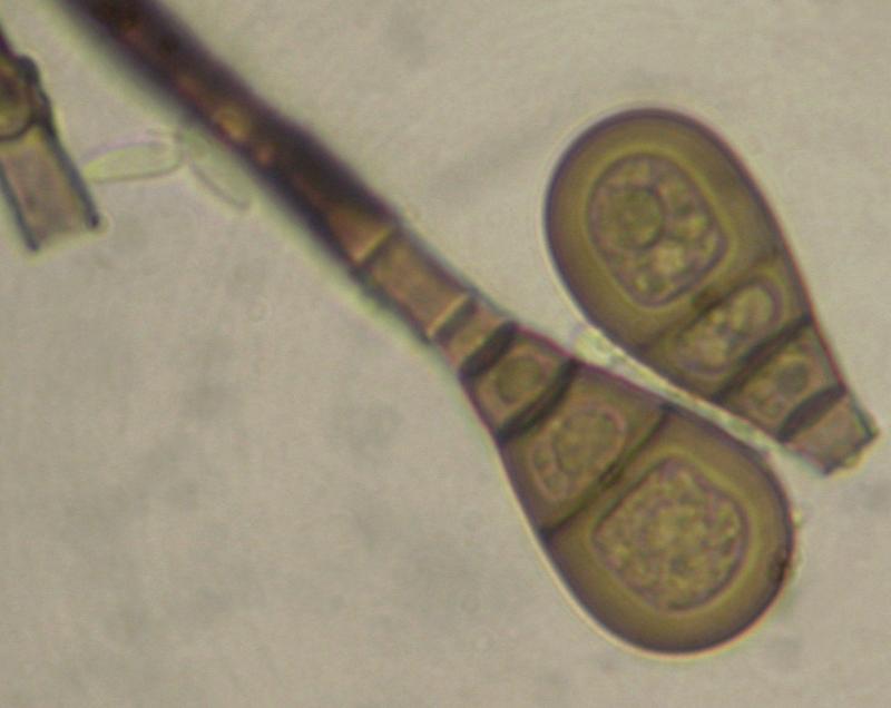 macrostoma