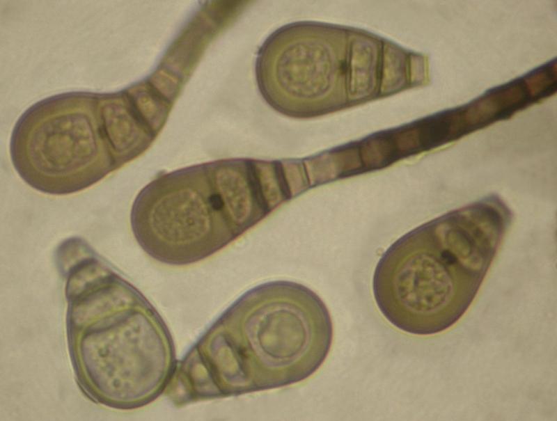 macrostoma