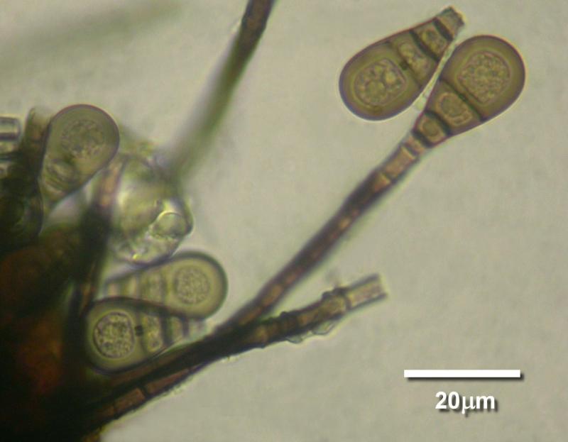 macrostoma