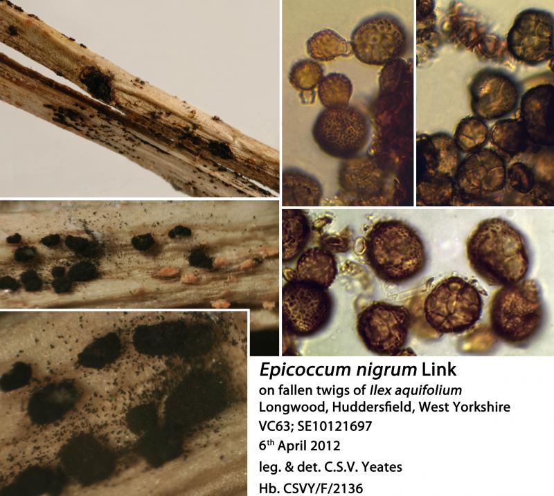 macrostoma