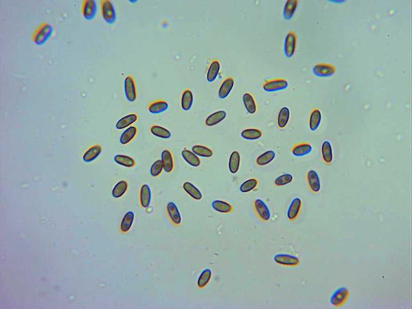 macrostoma
