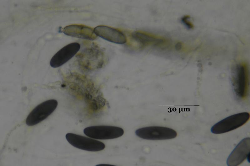 macrostoma