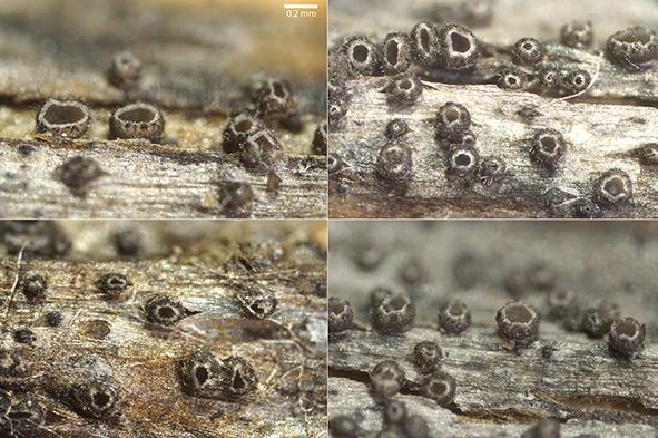 macrostoma