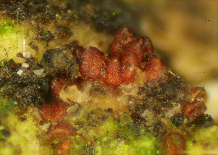 macrostoma