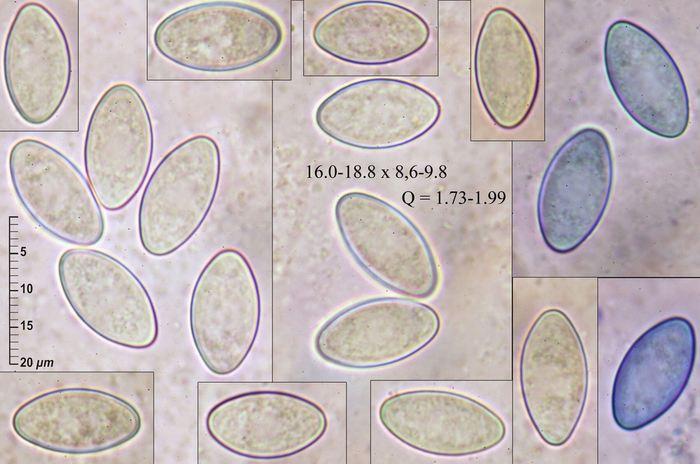macrostoma