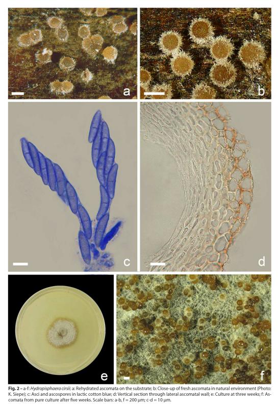 macrostoma