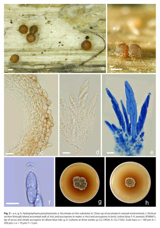 macrostoma