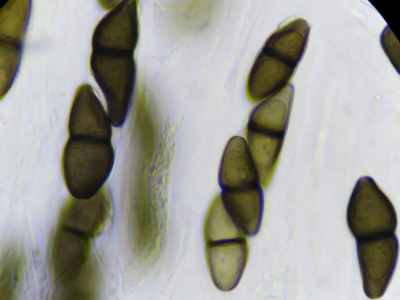 macrostoma