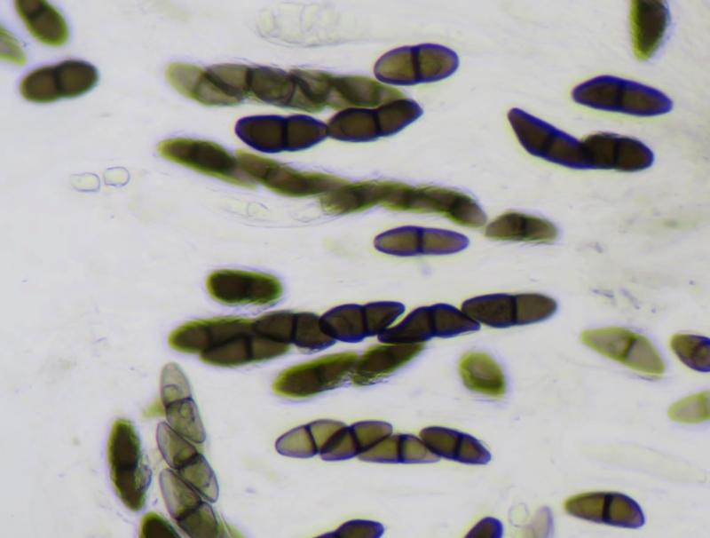 macrostoma