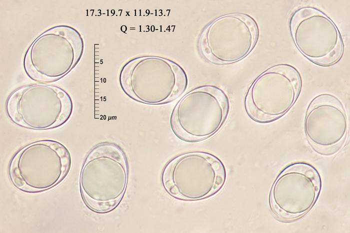 macrostoma