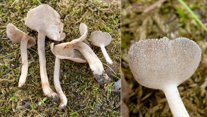 macrostoma