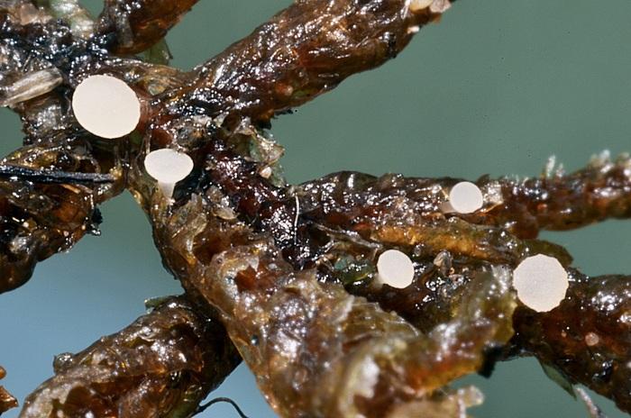 macrostoma